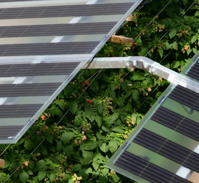 Rasberries growing and ripening under a roof of solar panels