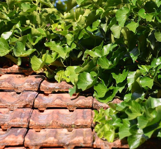 Groene planten op dakpannen
